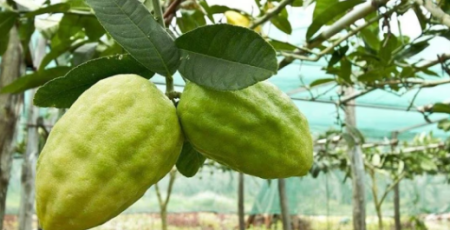 copertina cedro