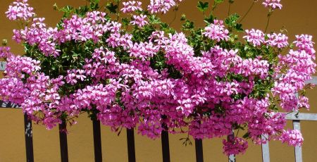fiori gerani 1 e6960a91 - Meraviglie di Calabria - 47