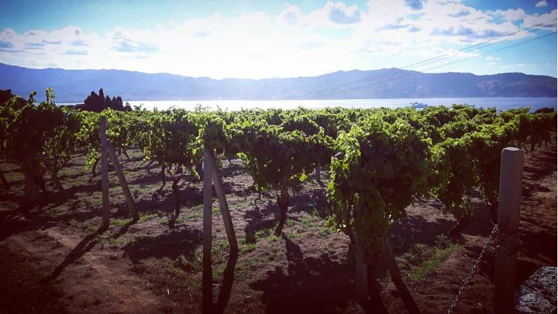 vigneto Crisera e7b71d24 - Il vino Criserà sul podio del concorso "Miglior novello d'Italia" - 1 Il vino Criserà sul podio del concorso “Miglior novello d’Italia”