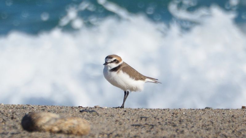 Il Fratino è tornato a riprodursi sulle spiagge della Calabria