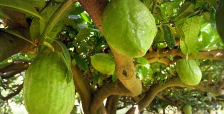 cedro santa maria del cedro e1713433848117 e879a591 - Meraviglie di Calabria - 11