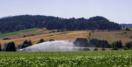 sila patate campo 1 e8ab57cb - Meraviglie di Calabria - 33