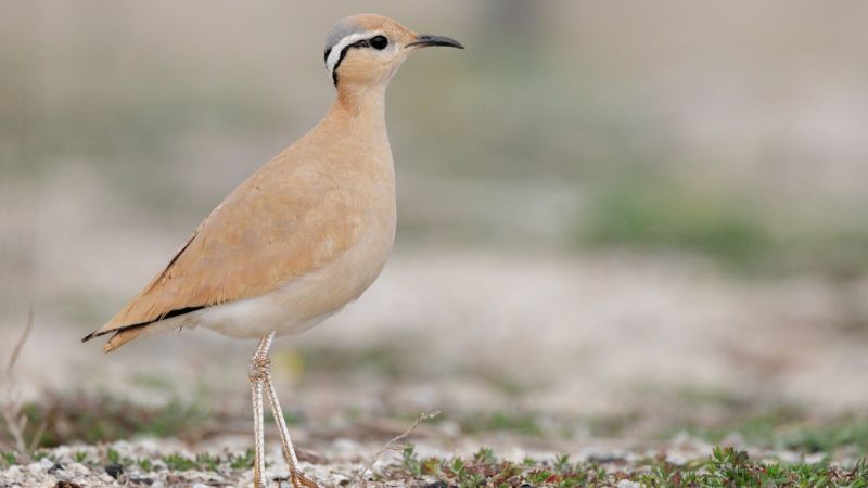 uccello corrione biondo Cursorius cursor ph Giuseppe Martino Stazione Ornitologica Calabrese 1200x800 1 e8360a78 - Corrione biondo, il raro uccello del deserto filmato in Calabria (VIDEO) - 1 Corrione biondo, il raro uccello del deserto filmato in Calabria (VIDEO)