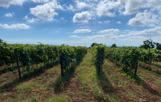 vigne affaccio mare e8a37e8c - Meraviglie di Calabria - 1