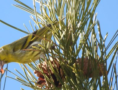 Il Parco della Sila e la LIPU rinnovano il patto per la tutela dell’avifauna
