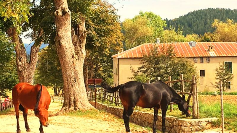 Sila Casino Mollo cavalli e995b222 - Casino Mollo in Sila, FAI e Regione Calabria ne avviano il restauro - 1 Casino Mollo in Sila, FAI e Regione Calabria ne avviano il restauro