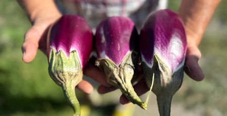 Melanzana di Longobardi presidio slow food 9 scaled eaf003d3 - Meraviglie di Calabria - 25