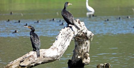 Tarsia lago fauna 1 eaa6776e - Meraviglie di Calabria - 10