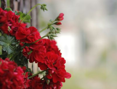 Brognaturo, il Borgo Fiorito nasce come progetto di comunità