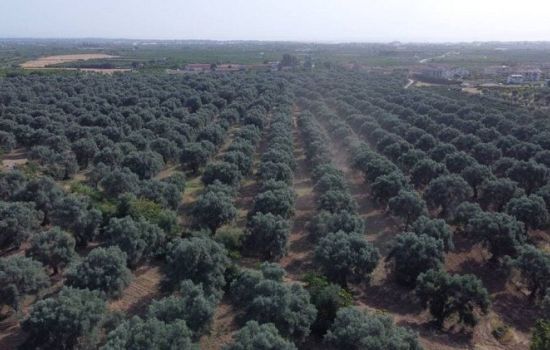 Piana di Sibari eb3bbf42 - Meraviglie di Calabria - 5