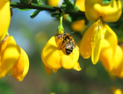 Tessitura della ginestra, dai corredi contadini ai progetti di sostenibilità