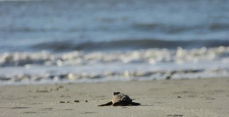 Caretta 8 tartarughino entra in mare scaled ec46b587 - Meraviglie di Calabria - 39