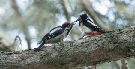 LIPU picchio rosso maggiore copertina foto di Tommaso Talerico scaled ecb6097c - Meraviglie di Calabria - 17
