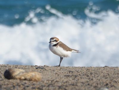 Il Fratino è tornato a riprodursi sulle spiagge della Calabria
