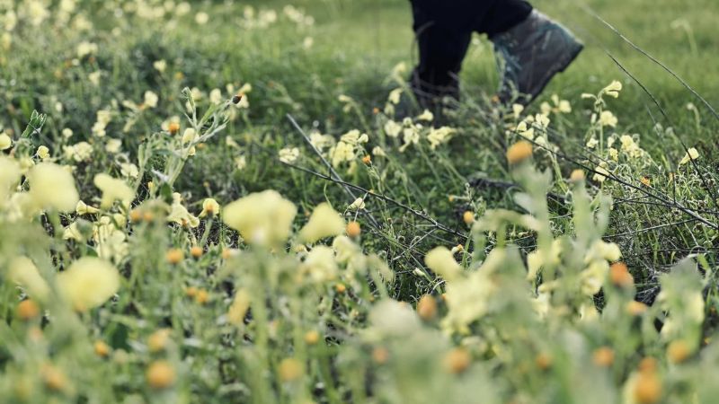 foraging 4 ec3c8d82 - L’Abbizzé, a passeggio per scoprire le erbe officinali dell’Antica Acerenthia - 1 L’Abbizzé, a passeggio per scoprire le erbe officinali dell’Antica Acerenthia