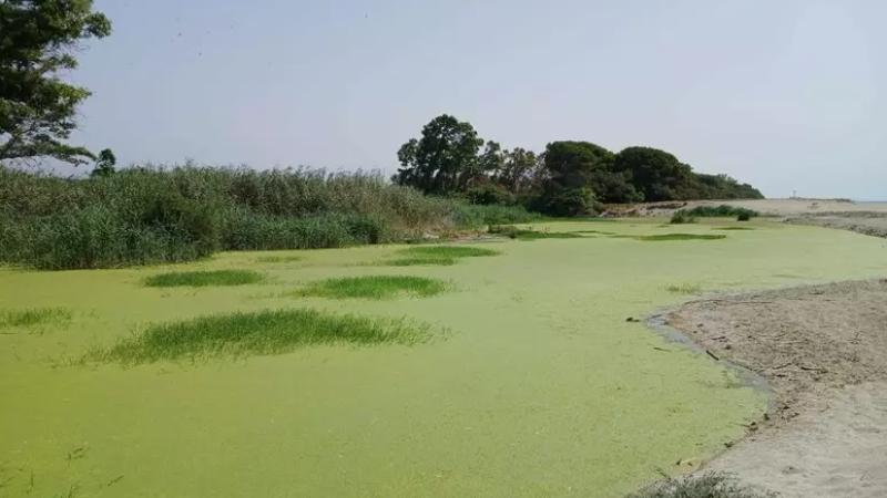 Dune di Giovino foto Ansa edff8d7f - “Le Dune di Giovino”, è nata una nuova Riserva naturale regionale - 1 “Le Dune di Giovino”, è nata una nuova Riserva naturale regionale