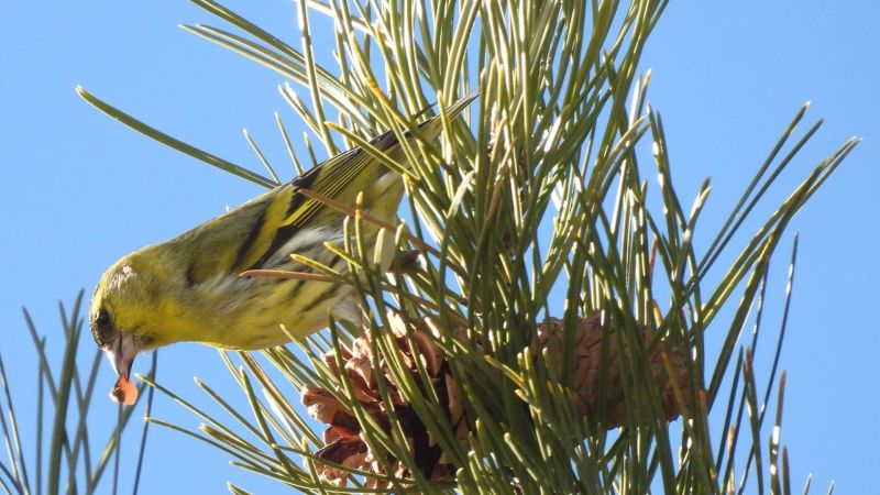 Il Parco della Sila e la LIPU rinnovano il patto per la tutela dell’avifauna