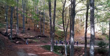 Sila sentiero foresta incantata 2 a ed8a0969 - Meraviglie di Calabria - 19