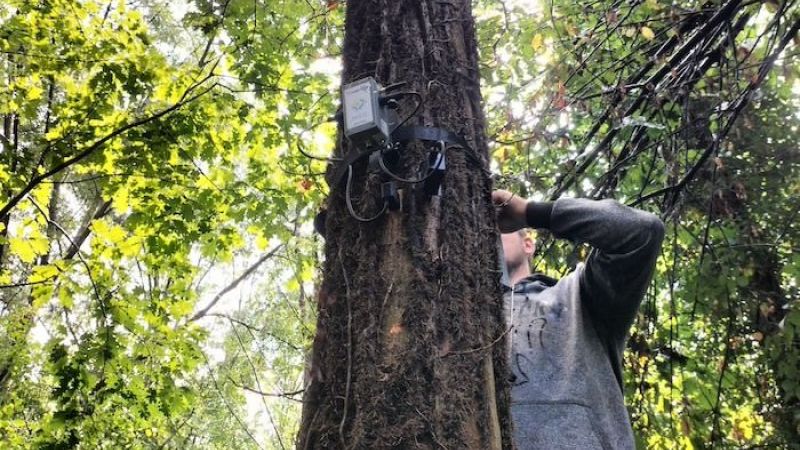 Sorgenia Rigeneraboschi TreeTalkers2 2 ede0c3d3 - La cura delle foreste e dei boschi calabresi - 1 La cura delle foreste e dei boschi calabresi