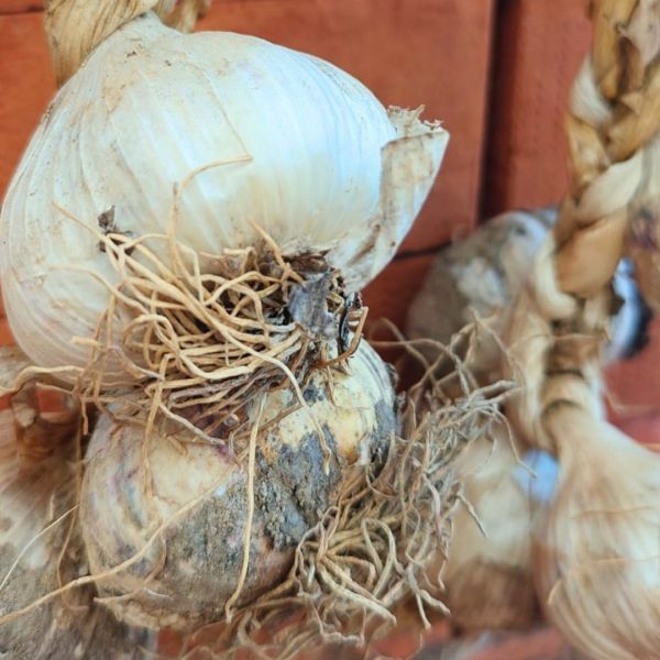 Slow Food, 4 nuovi Presìdi calabresi a Terra Madre Salone del Gusto