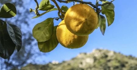 bergamotto ph Carmine Verduci 2 efaeea50 - Meraviglie di Calabria - 41