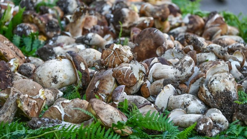 funghiporcini n ef2437a4 - Enogastronomia, spettacolo e territorio: è l'Autunno di Camigliatello Silano - 1 Enogastronomia, spettacolo e territorio: è l’Autunno di Camigliatello Silano