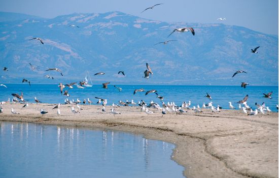 mare laghi sibari uccelli ef68279f - Meraviglie di Calabria - 3
