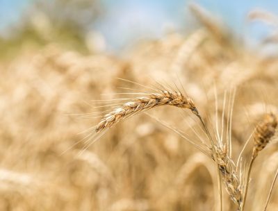 Sibari, il “Grano che unisce il Sud” al Parco Archeologico