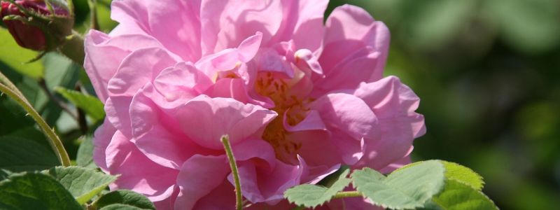 I fiori di Federico II, a Roseto Capo Spulico nasce il Labirinto delle Rose
