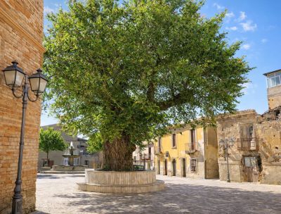 San Lorenzo Olmo Campestre f0ba5f34 - Home - 38 Alberi Monumentali, beni naturali di interesse collettivo