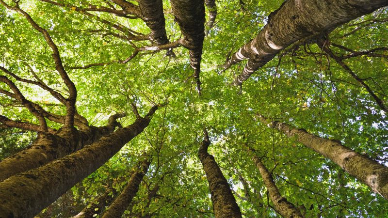Il Parco della Sila diventa Living Lab europeo per biodiversità e clima