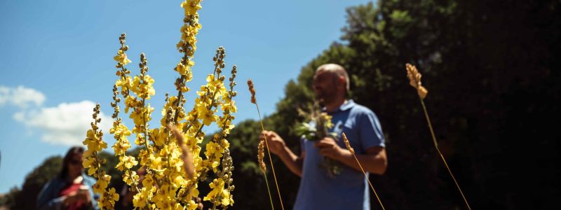Tutto il patrimonio botanico del Parco in “Pollino Cocktail Camp”