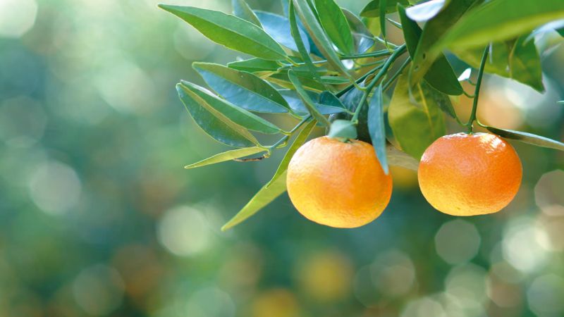 Galleria Clementine di Calabria 04 f275ce66 - Confagricoltura e violenza di genere, raccolta fondi con le clementine - 1 Confagricoltura e violenza di genere, raccolta fondi con le clementine