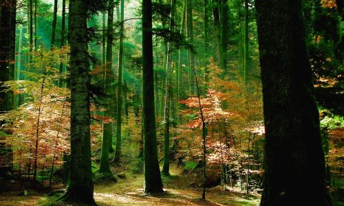 Parco Serre 1 f25fe595 - Meraviglie di Calabria - 10