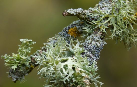 licheni f2fee944 - Meraviglie di Calabria - 15