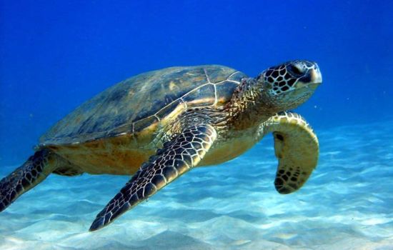 Loggerhead sea turtle facts and photos f34fb443 - Meraviglie di Calabria - 33