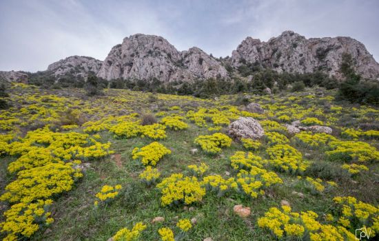 Montagna Piani di Rufo Monte Mammicomito 1 f454a325 - Meraviglie di Calabria - 1