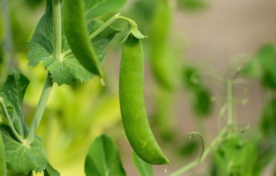 Piselli 1 f4d12912 - Meraviglie di Calabria - 1