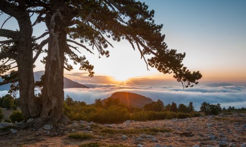 Pollino pino loricato f4e53a07 - Meraviglie di Calabria - 8