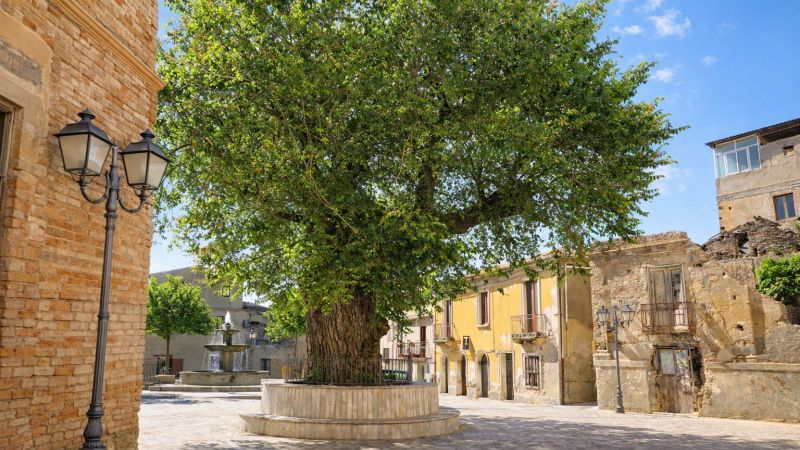 San Lorenzo Olmo Campestre f45eab3a - Alberi Monumentali, beni naturali di interesse collettivo - 1 Alberi Monumentali, beni naturali di interesse collettivo