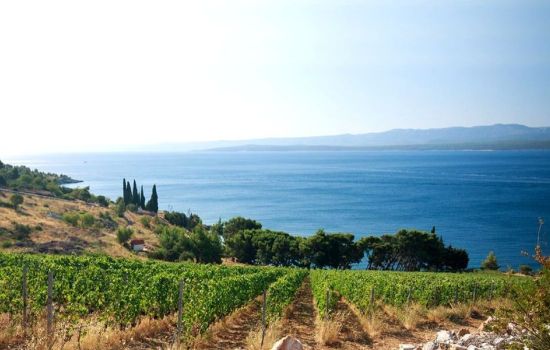 calabria vines f4df1a95 - Meraviglie di Calabria - 9