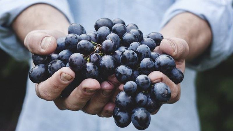 grapes g0586b2625 640 f4866ddb - Benvenuta vendemmia - 1 Benvenuta vendemmia