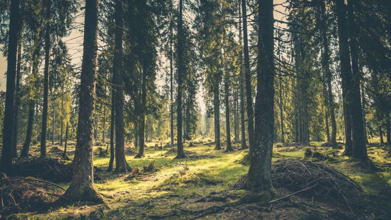 pexels photo 418831 f458b2d9 - Al via il concorso che premia la bellezza del Parco Naturale delle Serre - 1 Al via il concorso che premia la bellezza del Parco Naturale delle Serre