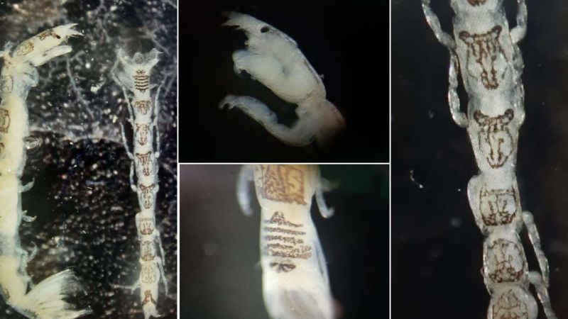 Mesanthura romulea e1710413014276 f644c1fe - Nei fondali di Gioia rinvenuta nuova specie marina aliena - 1 Nei fondali di Gioia rinvenuta nuova specie marina aliena