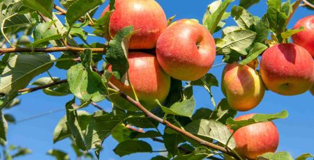 mele cover scaled f6f77357 - Meraviglie di Calabria - 43