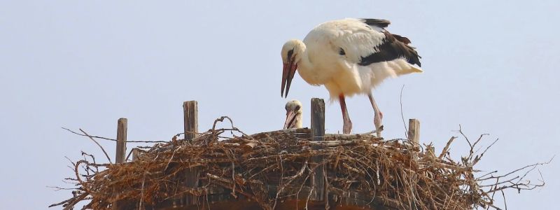 Da Sibari al Sahara, il primo volo delle cicogne Libera e Carmela