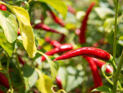 Il Peperoncino di Calabria verso il riconoscimento dell’Unione Europea