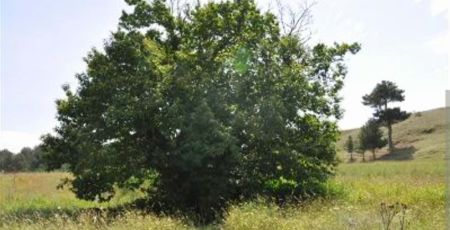 castagno ritoccato f8482a3d - Meraviglie di Calabria - 15