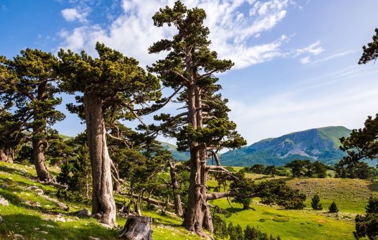 parco del pollino f876c608 - Meraviglie di Calabria - 5