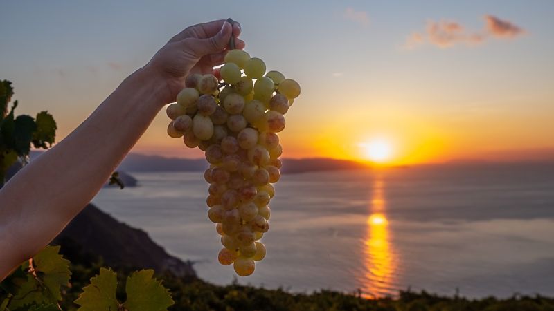 uva grappolo tramonto a f862588d - Calabria Wine Expo 2025, a Villa il cuore delle cantine indipendenti - 1 Calabria Wine Expo 2025, a Villa il cuore delle cantine indipendenti